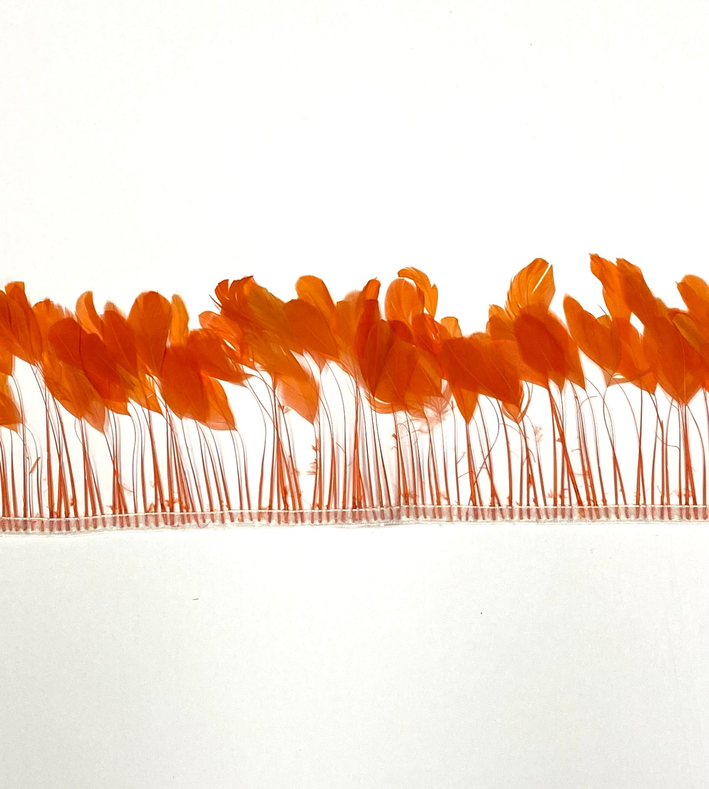 An orange burnt coque fringe on white background by Eskay Feathers