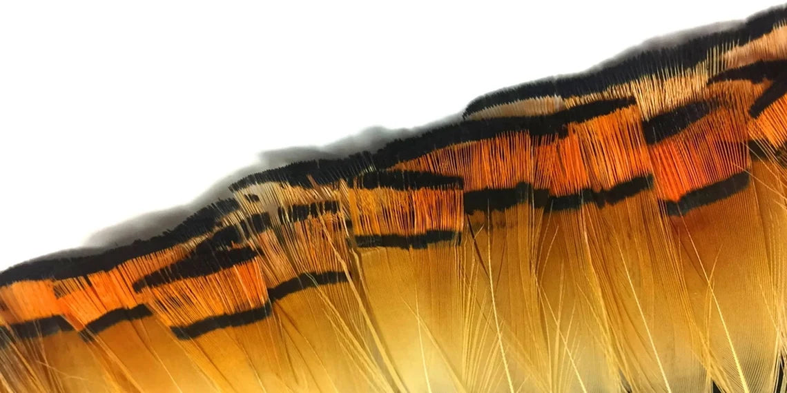 An extreme close up of dyed strung grouse plumage fringe