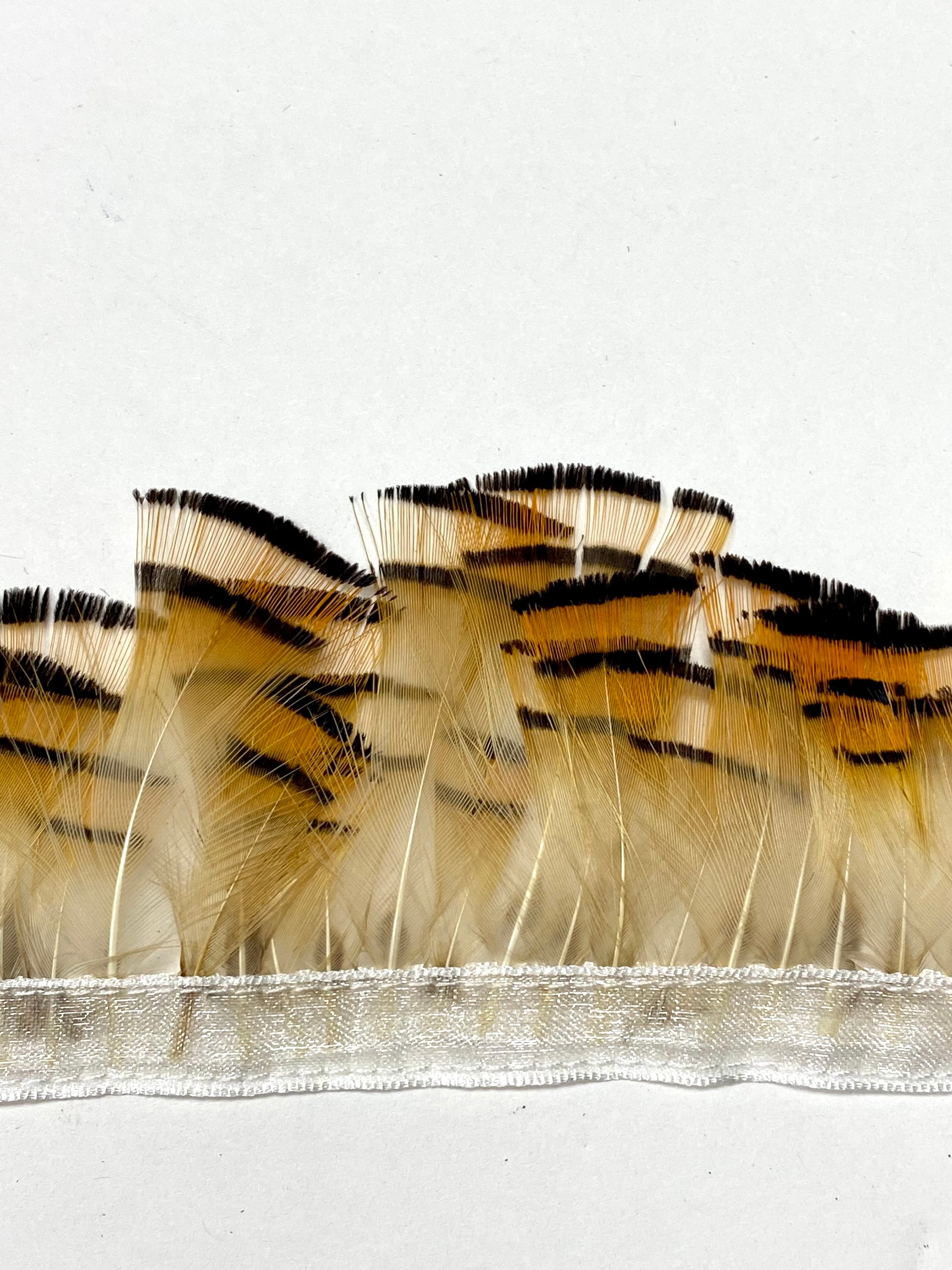 An extreme close up of grouse plumage fringe 