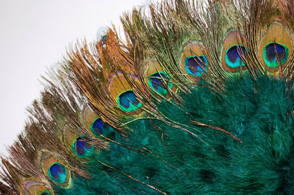 A close up of a marabou fan with peacock tips