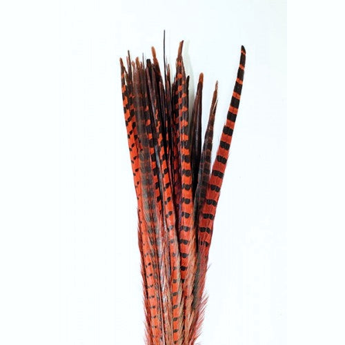 A group of orange Pheasant Tail Feathers