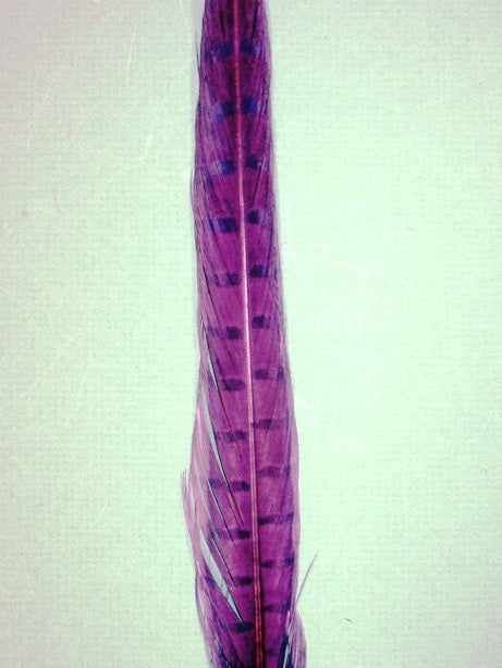 An purple pheasant tail feather by Eskay Feathers