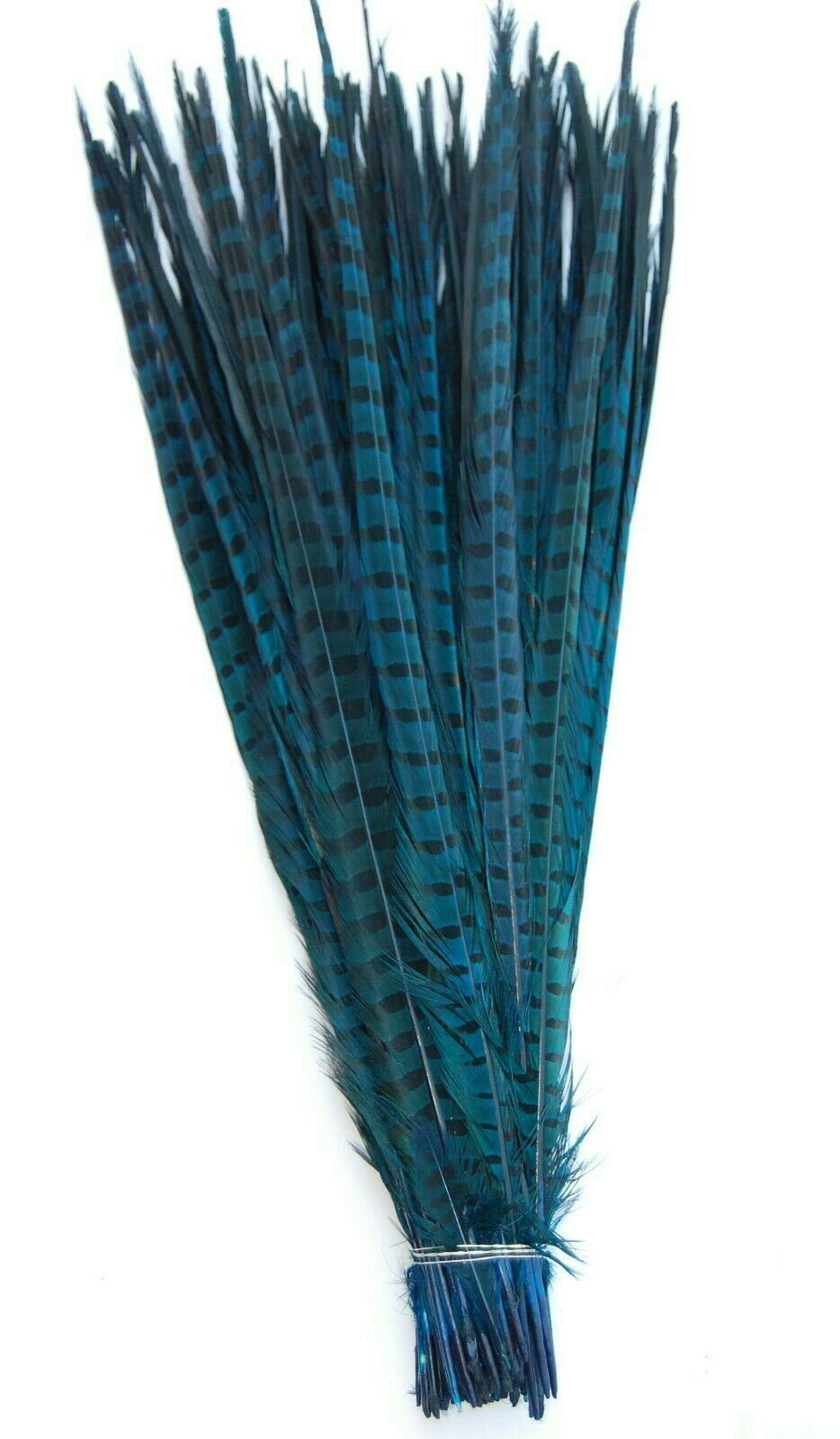 a turquoise dyed pheasant feather