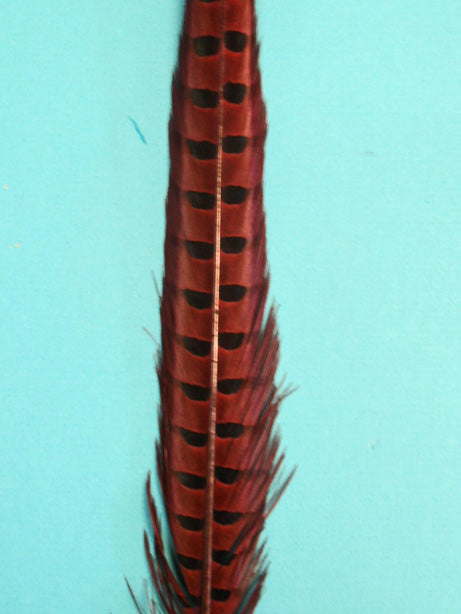 A wine colored pheasant tail feather