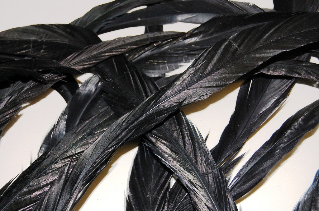 close up of dyed black coque feathers