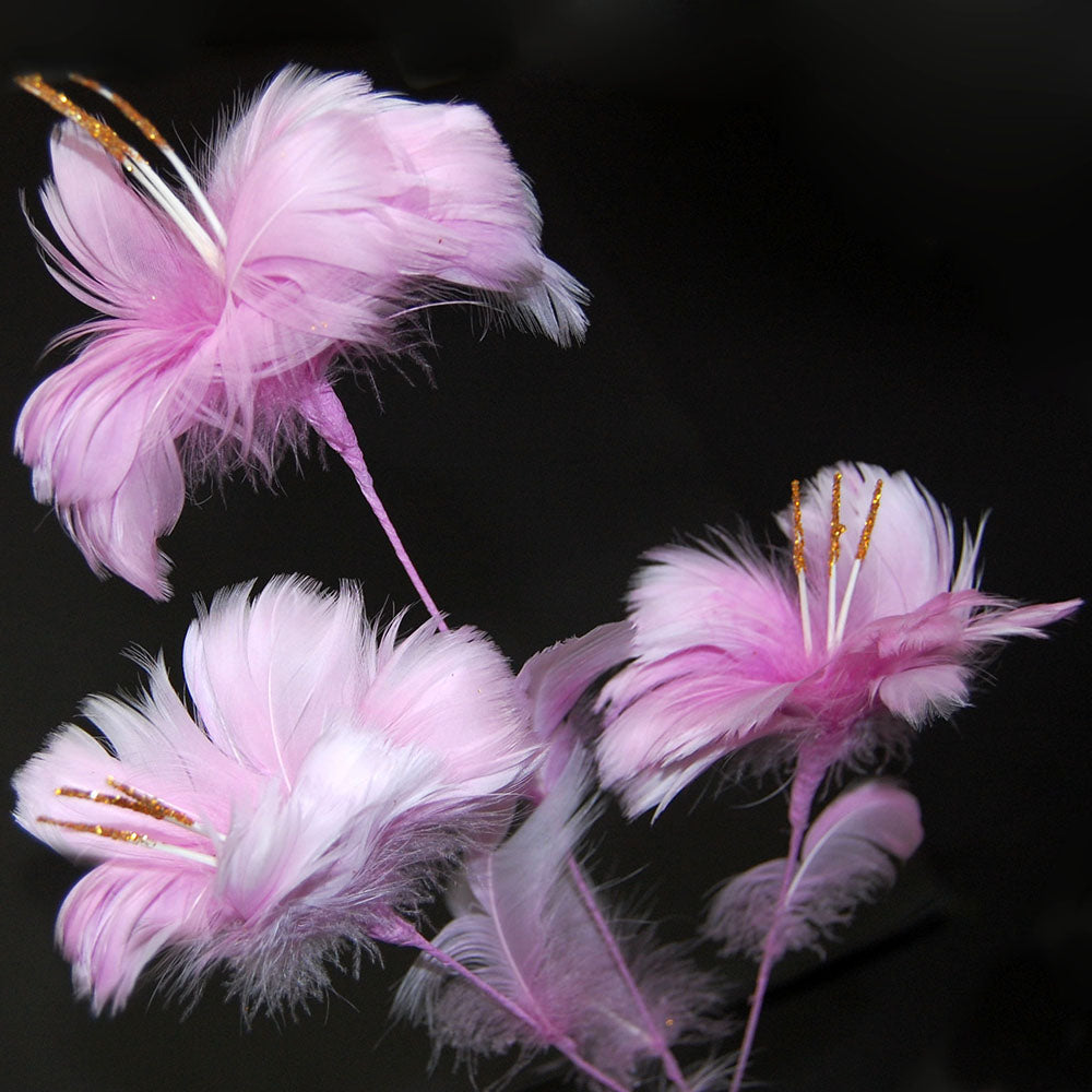 fascia feather flowers with a black background