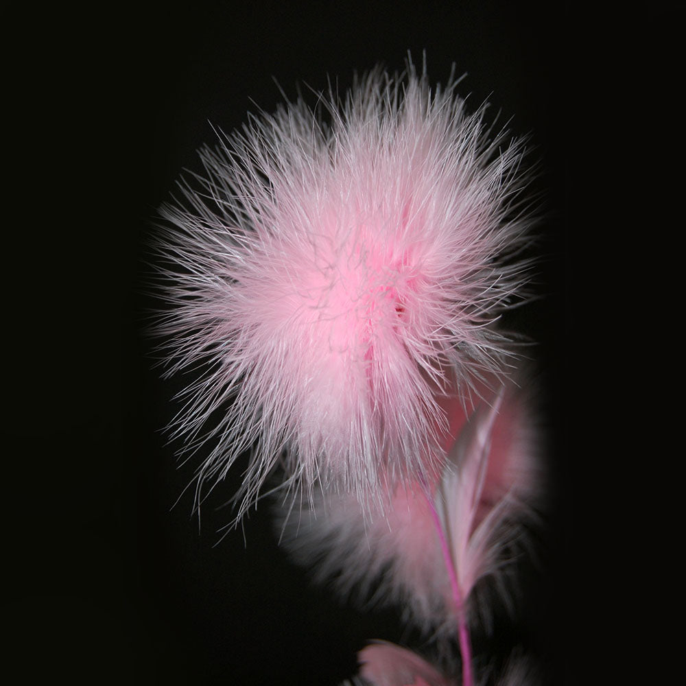 close up of a pink feather flower on a black background