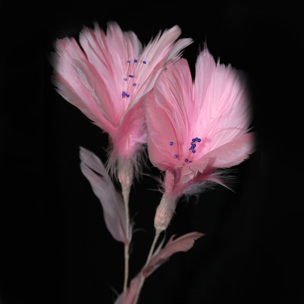 pink feather flowers on a black background